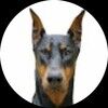 quebecdogg
